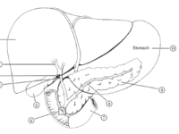 Vitamine C helpt galstenen voorkomen