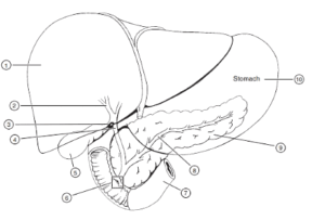 gallbladder-liver-stomach