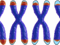 Verlengt hogere inname vitamine C de telomeren?