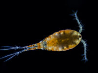 Calanusolie vergeleken met visolie en krillolie