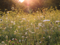 Kunnen probiotica klachten van hooikoorts verminderen?