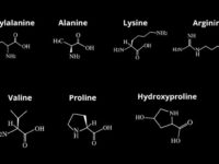 Tolerable upper intake level voor aminozuren bepaald