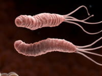 Probiotica tegen de maagzweerbacterie