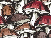 Paddenstoelen verbeteren immuniteit in de darm