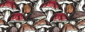 paddenstoelen