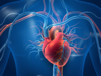 Ketonen gunstig voor hart- en vaatstelsel