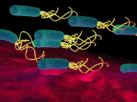 Polyfenolen in de strijd tegen helicobacter