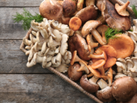 De invloed van bètaglucaan op het microbioom en de afweer