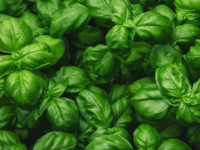 Basilicum verbetert slaapkwaliteit bij menopausale vrouwen