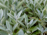 Salie effectief bij opvliegers menopauze