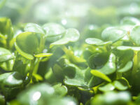 PEITC voor betere overleving bij mond- en keelkanker