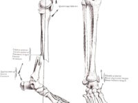 Bot gebroken, extra zink?