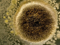 Mycoproteïne verlaagt cardiovasculaire ziektemarkers