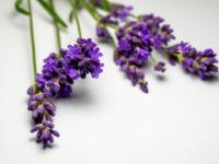 Lavendel beïnvloedt progesteron bij PCOS