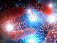 Werking cranberry’s tegen blaasontsteking begint al in de darmen