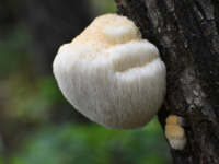 Lion’s Mane voor het brein