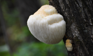 Lions mane