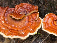 Reishi voor immuunsysteem