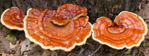 Reishi