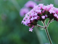 Valeriaan voor de slechte slaper