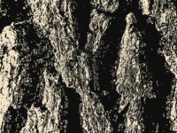 Wilgenbast antiviraal?