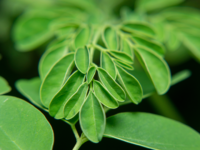 Kruiden voor gewichtsverlies