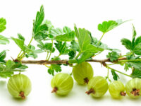 Cholesterol verlagen met natuurlijke extracten