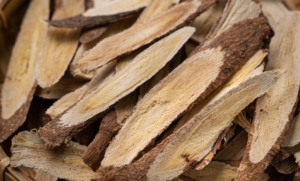 Astragalus