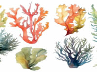 Algen zijn een goede bron van eiwit