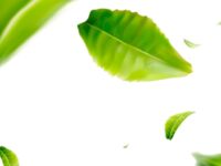 Groene thee, rhodiola en magnesium onder de fMRI-scan