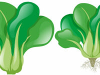 Chlorofylrijk spinazie-extract bij PCOS