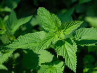 Brandnetel: niet zomaar een kopje thee