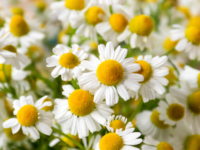 Essentiële olie van kamille bij urgente hartklachten