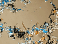 Microplastics in atherosclerotische plaques