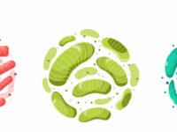 Probioticum vermindert metformine-intolerantie