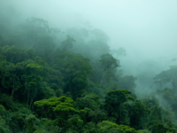 Wat is het effect van regenwoudgeluiden en witte ruis tijdens een kijkoperatie?