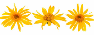 arnica-montana