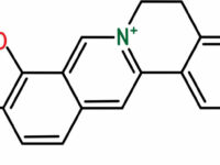 Berberine ondersteunt behandeling van leververvetting
