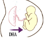 DHA vermindert risico op vroeggeboorte
