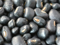 Fluweelboon als medicijn bij parkinson?