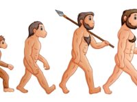 Verliezen we het vermogen vezels te verteren?