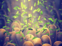 Prenatale PFAS-blootstelling beïnvloedt gedrag via microbioom