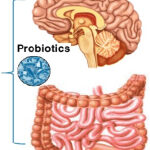 Probiotica verbetert geheugen alzheimerpatiënten
