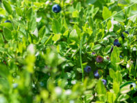 Bosbessen verbeteren cognitie en bloeddruk