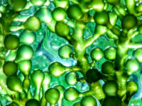 Microalgen bij overgewicht