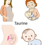 Seafood en taurine: levensnoodzakelijk tijdens en na de zwangerschap