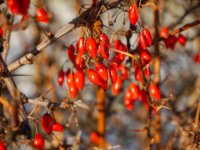 Combi van berberine en curcumine helpt bij PDS