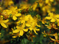 Werking van sint-janskruid via het darmmicrobioom