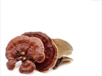 Paddenstoelen beschermen hersenen tegen veroudering