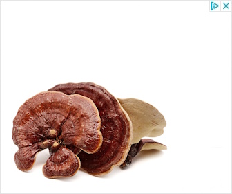 paddenstoelen